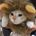 Pet Funny Clothes